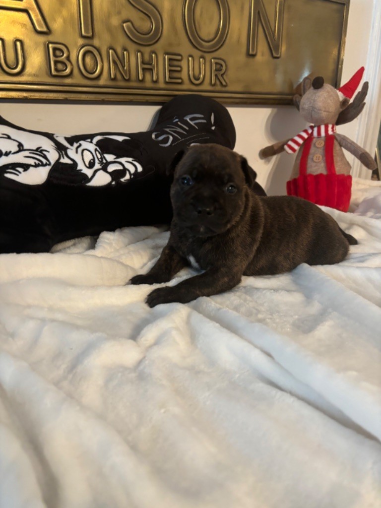 des Molosses Factory - Chiot disponible  - Staffordshire Bull Terrier