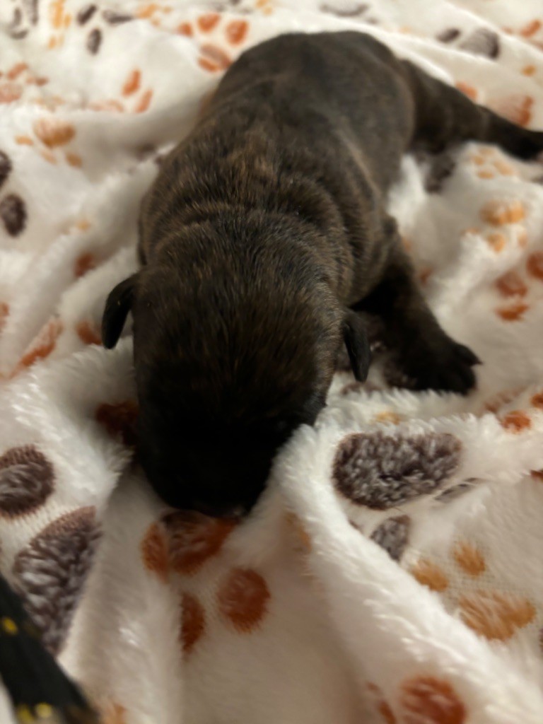 des Molosses Factory - Chiot disponible  - Staffordshire Bull Terrier