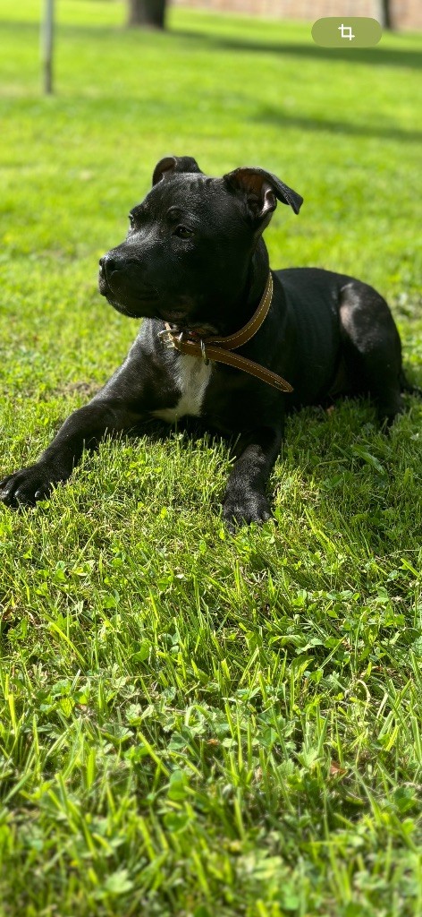 des Molosses Factory - Chiot disponible  - Staffordshire Bull Terrier