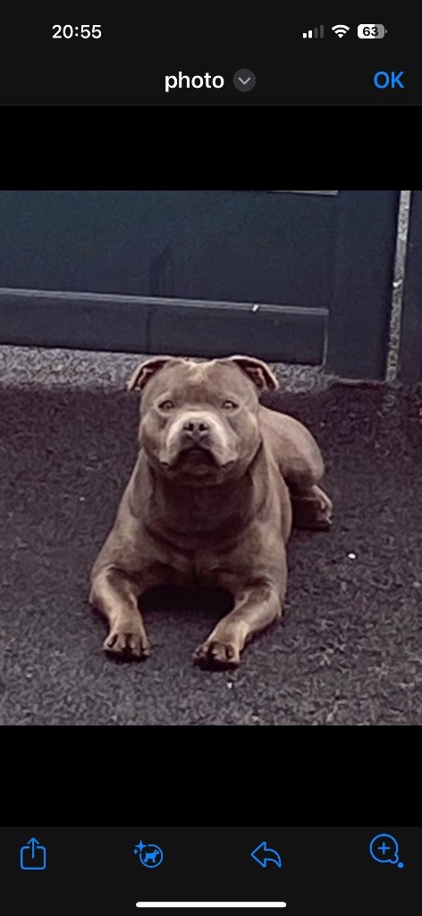 chiot Staffordshire Bull Terrier des Molosses Factory