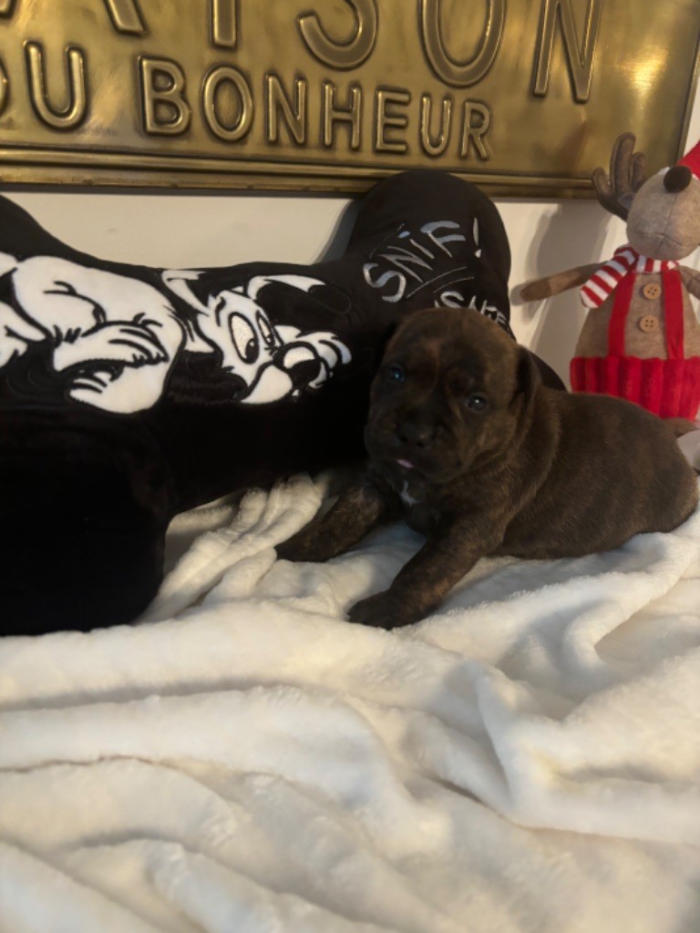 des Molosses Factory - Chiot disponible  - Staffordshire Bull Terrier