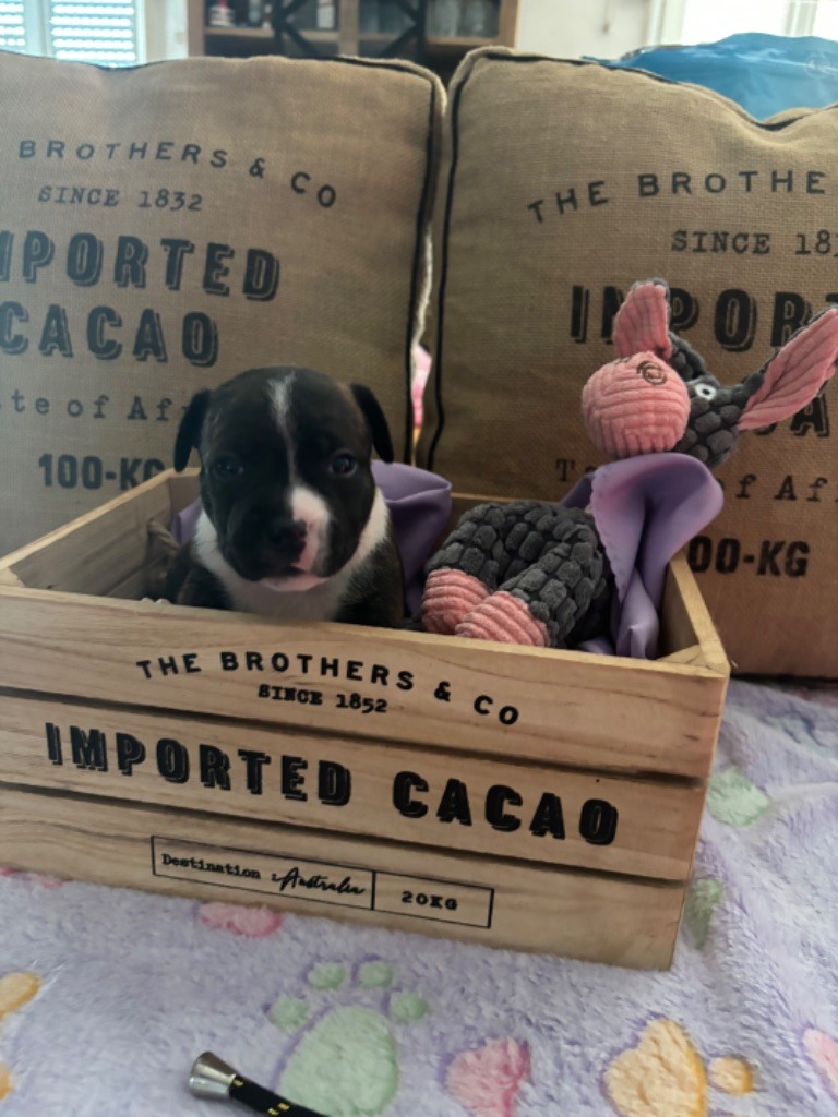 des Molosses Factory - Chiot disponible  - Staffordshire Bull Terrier