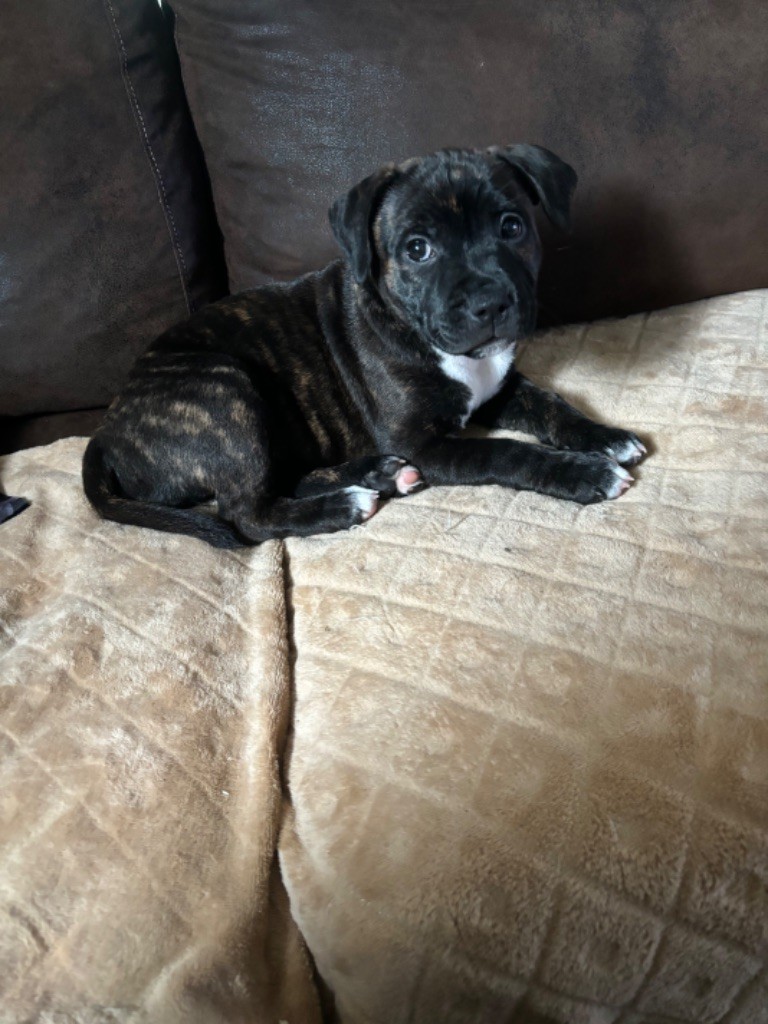 des Molosses Factory - Chiot disponible  - Staffordshire Bull Terrier