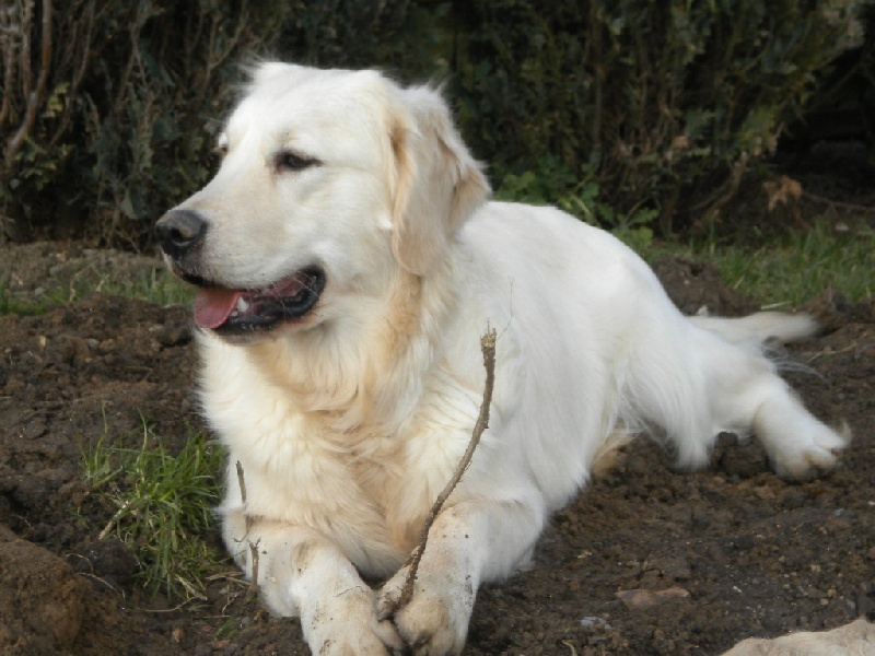 Flo Des Dufydog