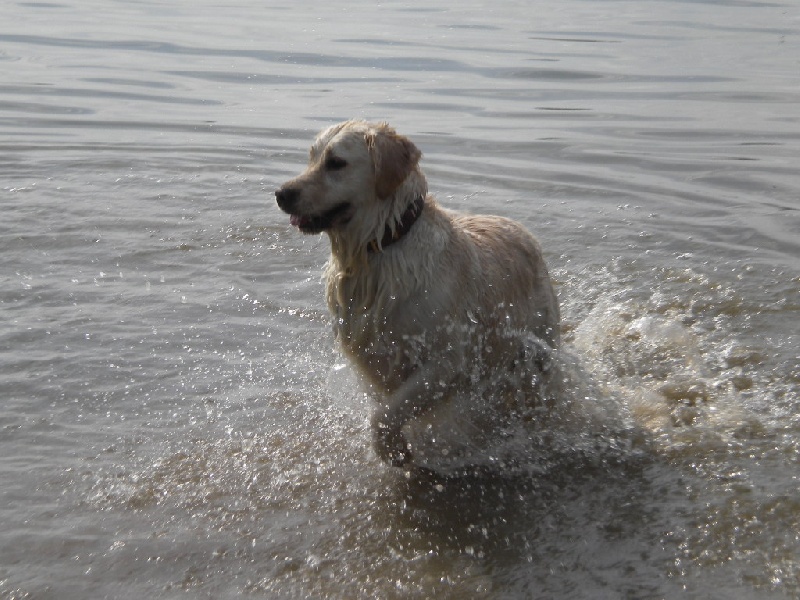 Flocon Des Dufydog