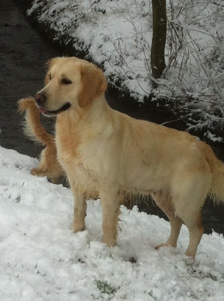 Fany Des Dufydog