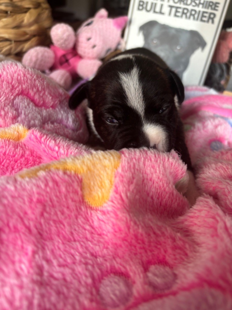 Les bébés de Rocky et rolex ouvrent les yeux