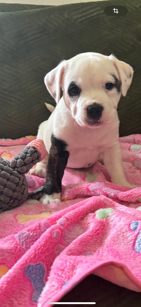 À réserver Staffie blanche Lof