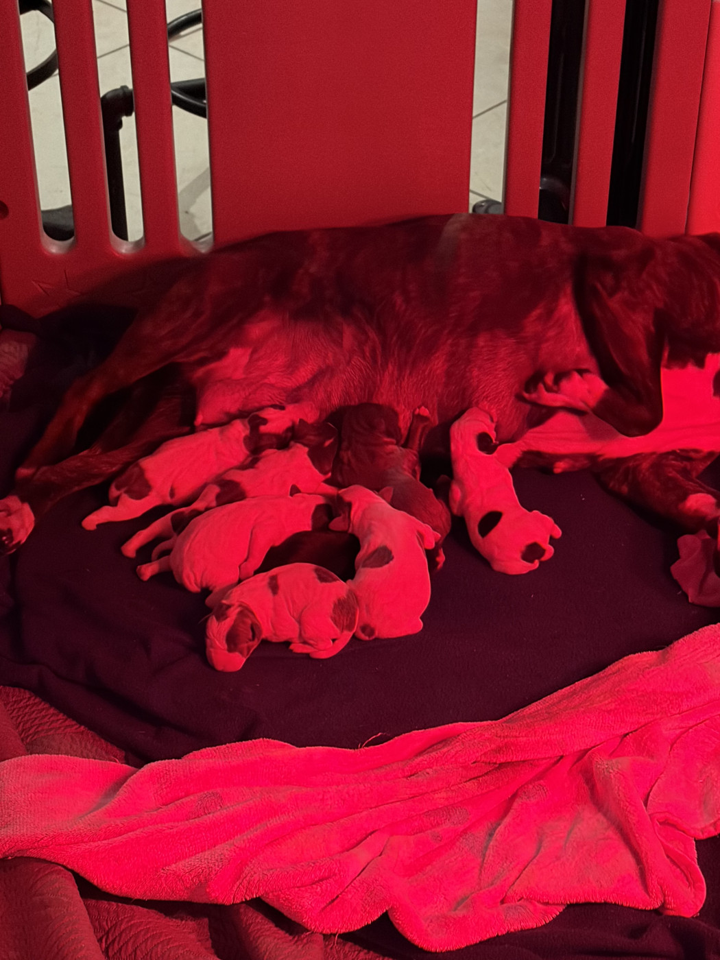 Chiot Staffordshire Bull Terrier des Molosses Factory