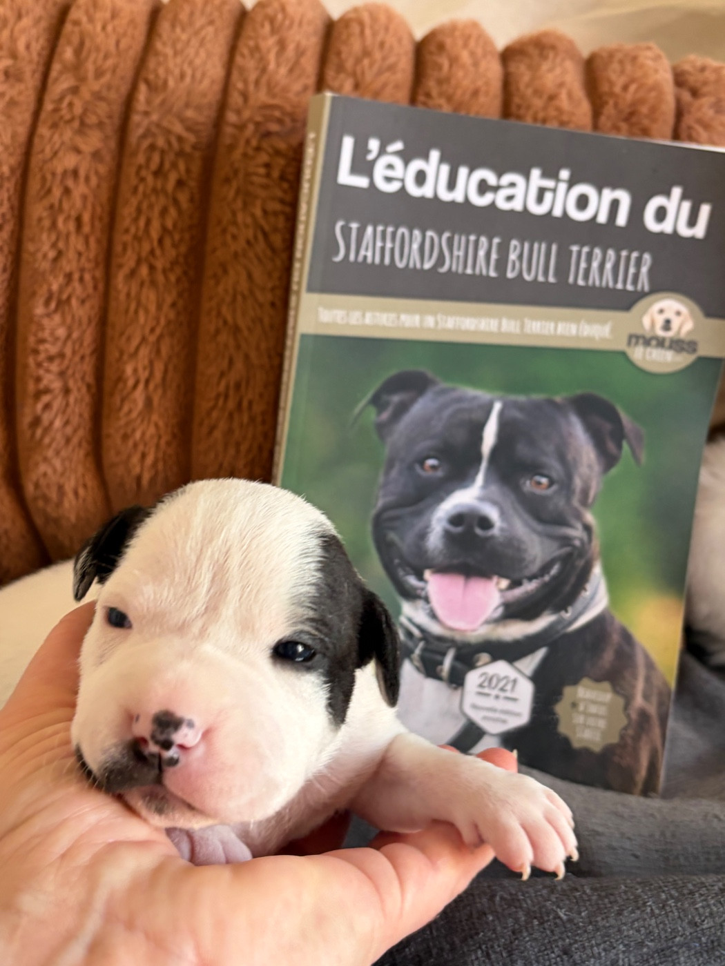 des Molosses Factory - Chiots disponibles - Staffordshire Bull Terrier