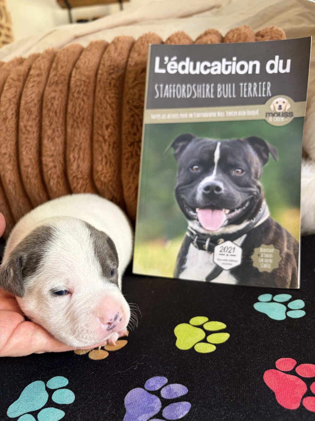 des Molosses Factory - Chiots disponibles - Staffordshire Bull Terrier