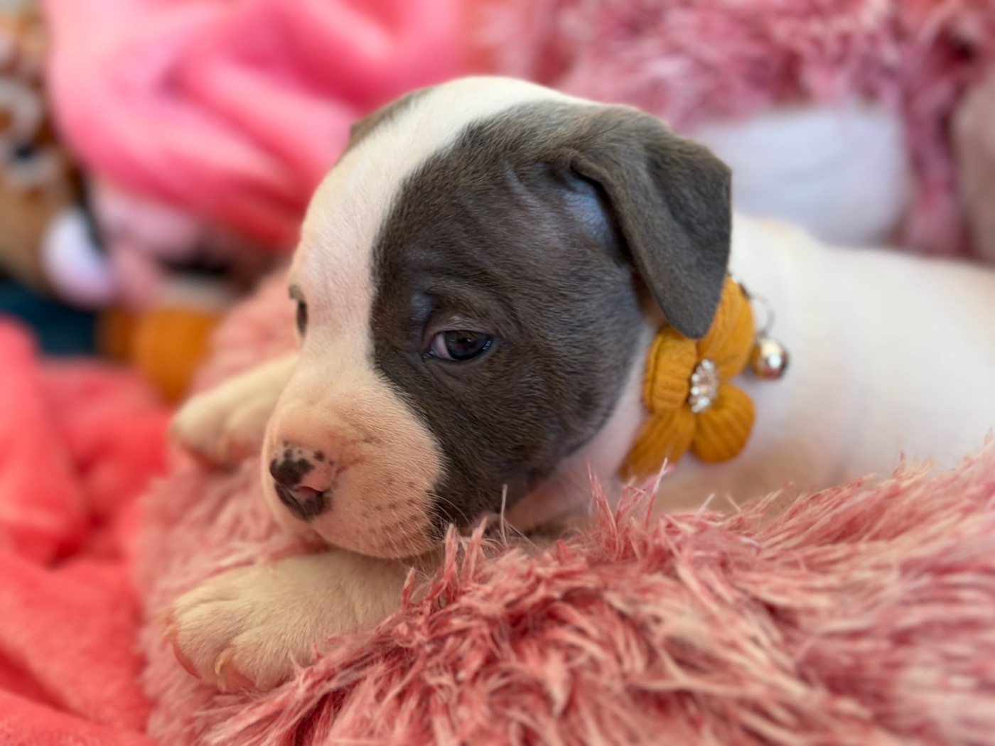 des Molosses Factory - Chiots disponibles - Staffordshire Bull Terrier