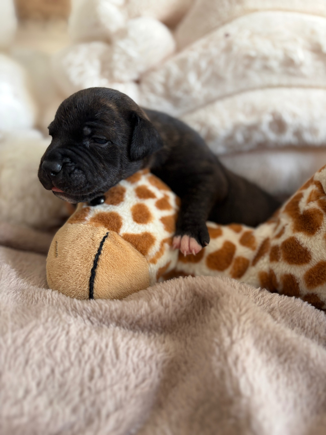 des Molosses Factory - Chiots disponibles - Staffordshire Bull Terrier