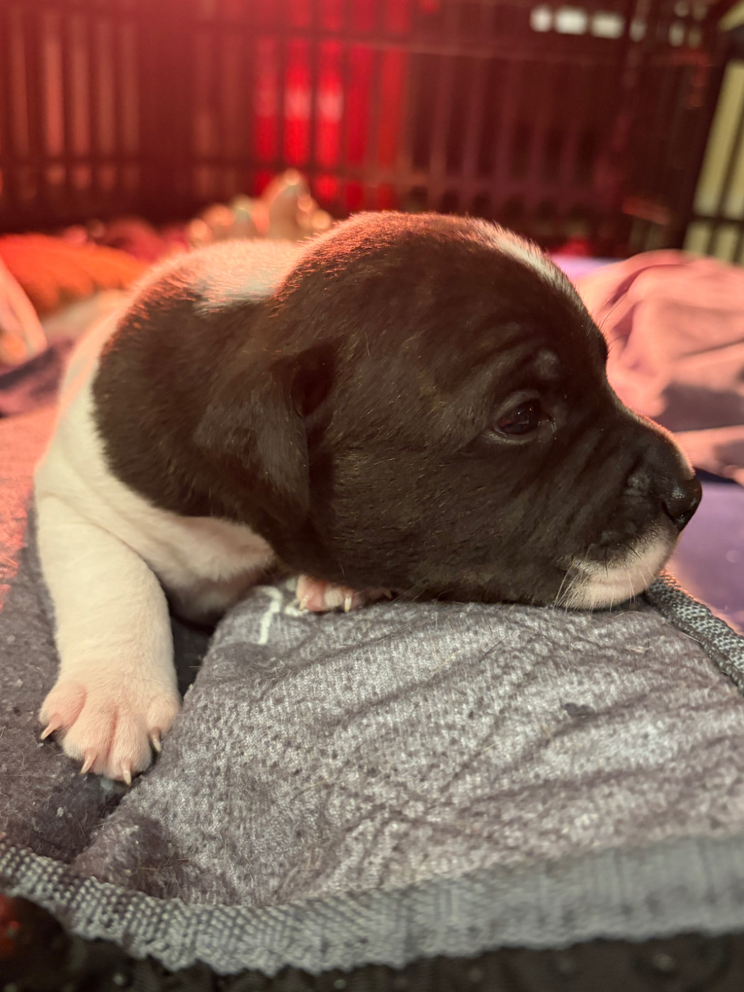 des Molosses Factory - Chiots disponibles - Staffordshire Bull Terrier