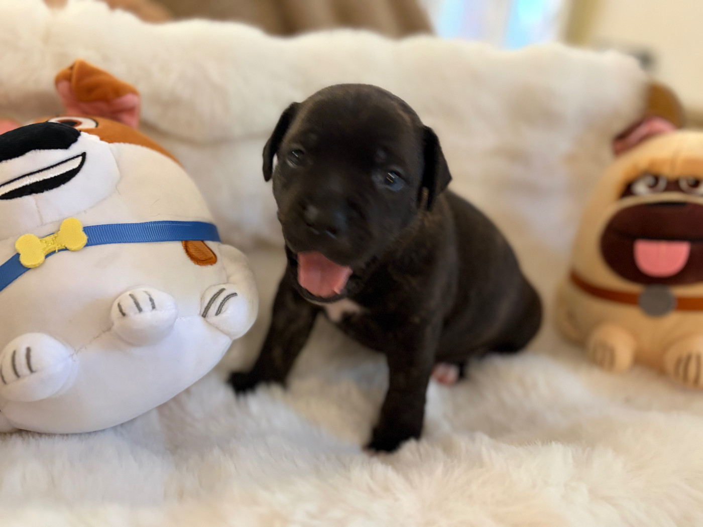 des Molosses Factory - Chiots disponibles - Staffordshire Bull Terrier
