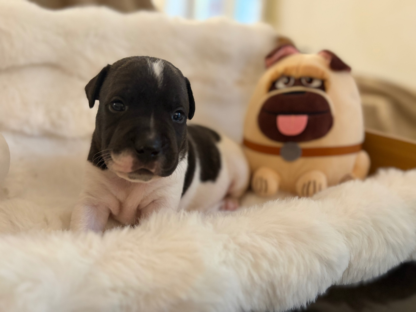 des Molosses Factory - Chiots disponibles - Staffordshire Bull Terrier
