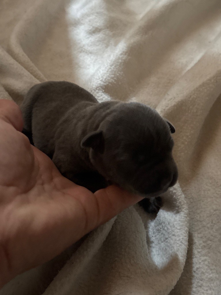 des Molosses Factory - Chiots disponibles - Staffordshire Bull Terrier