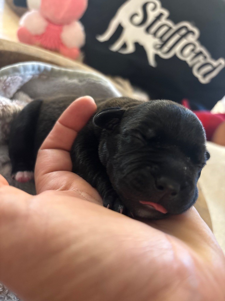 des Molosses Factory - Chiots disponibles - Staffordshire Bull Terrier