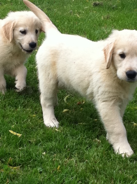 des Molosses Factory - Golden Retriever - Portée née le 02/12/2013