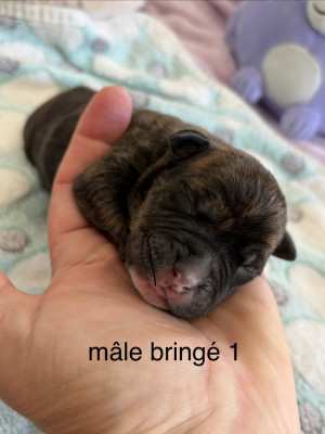 Chiot N°1