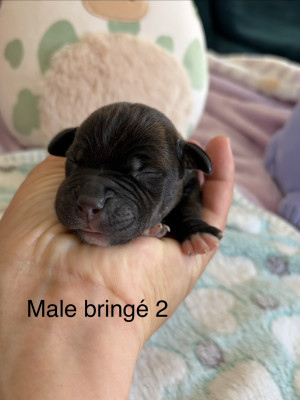 Chiot N°2