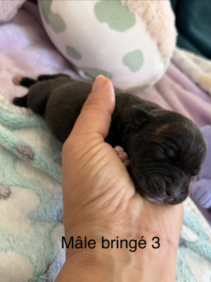 Chiot N°3