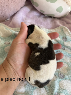 Chiot N°4