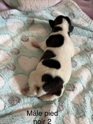 Chiot N°5