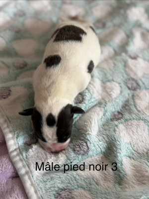 Chiot N°6