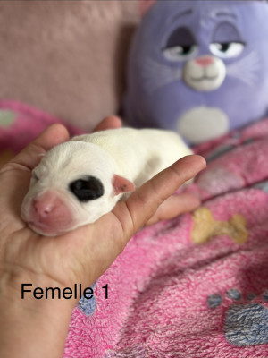 Chiot N°7