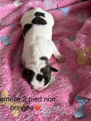 Chiot N°8