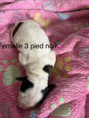 Chiot N°9