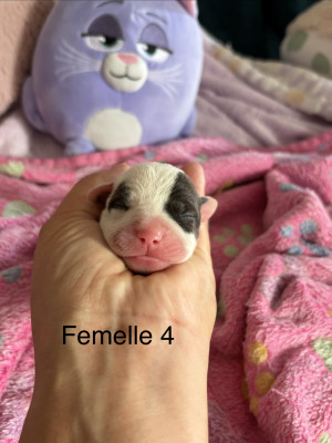 Chiot N°10