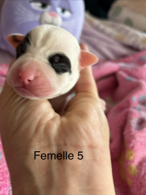 Chiot N°11