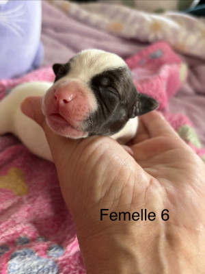 Chiot N°12