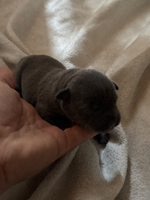CHIOT 3