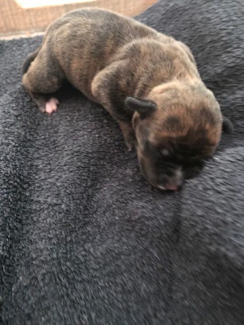 des Molosses Factory - Chiots disponibles - Staffordshire Bull Terrier