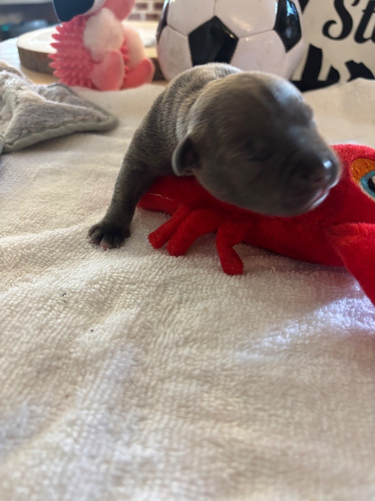des Molosses Factory - Chiots disponibles - Staffordshire Bull Terrier