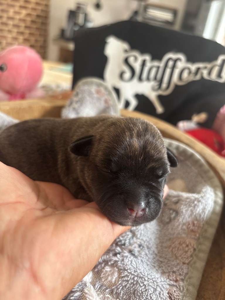 des Molosses Factory - Chiots disponibles - Staffordshire Bull Terrier